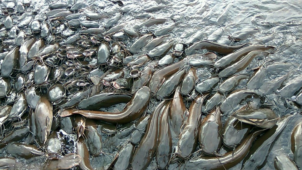 african catfish hammeripal 