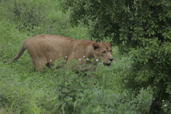 Lion Biological Park