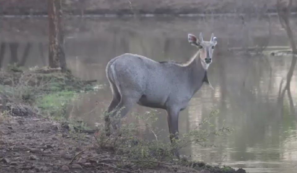 NILGAI IN RANTHAMBORE ZONE 6 TIGER SAFARI